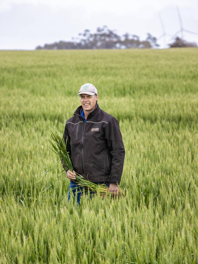 Evan Lewis in his wheat crop on farm at Werneth. Picture: Zoe Phillips