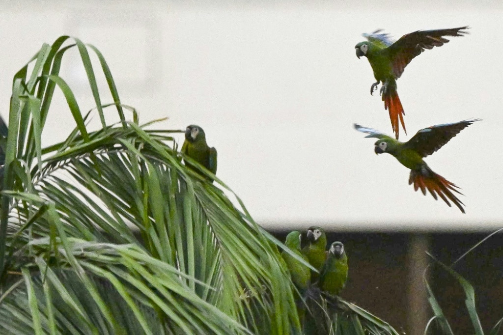 UN biodiversity summit opens with call for ‘significant’ funding