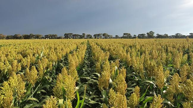 The Murray River Land business comprises about 60 mostly former dairy farms covering 10,000 hectares between Numurkah and Tocumwal.