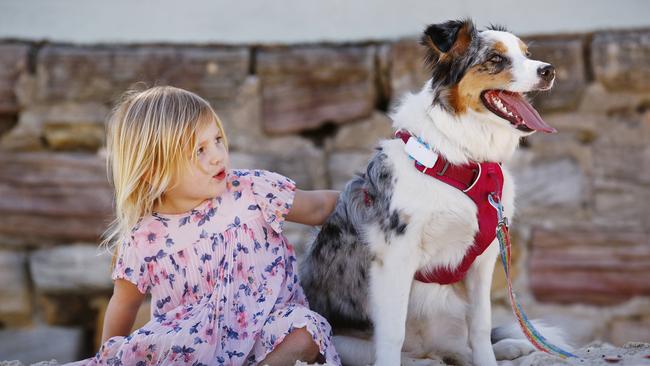 Keeping track of your pet’s fitness