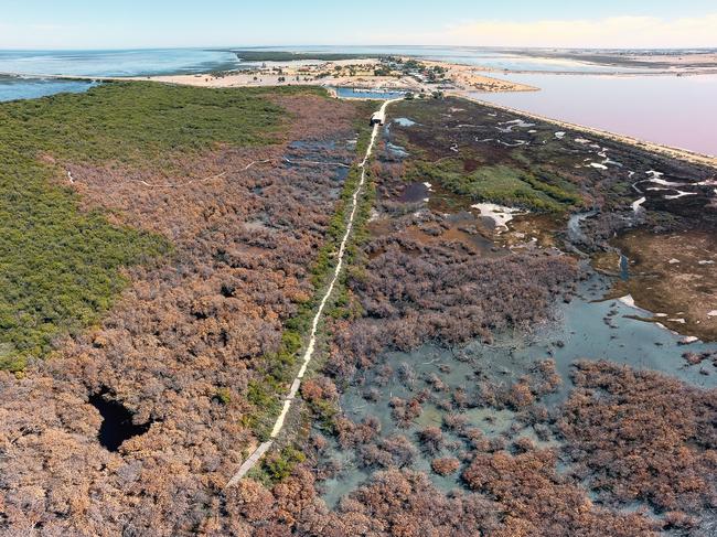 MUST CREDIT . St Kilda Mangroves in South Australia are dying off . Picture: Alex Mausolf