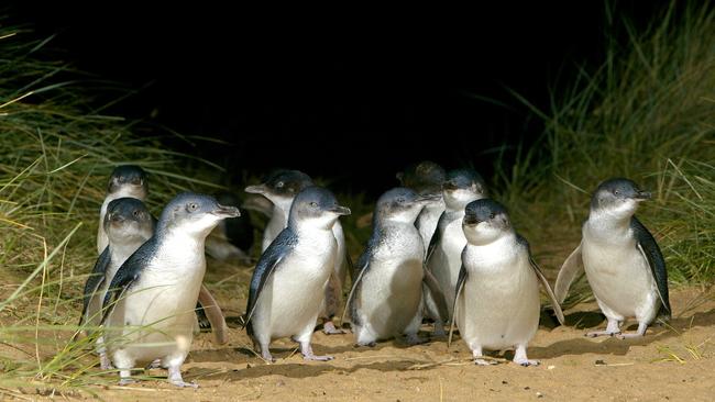 Watch the penguins return to their nests each night at sunset from your home.