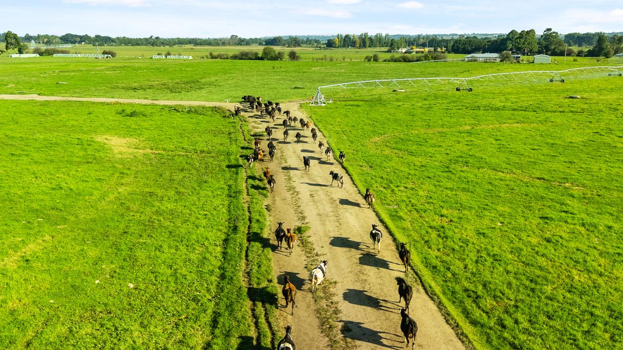 During their tenure the Boisdale farm has carried an average herd of 410-420 cows, with peaks about 450 cows, while also growing 2000 bales of silage to supplement their feeding program.