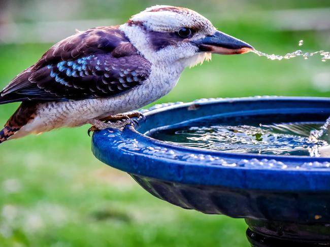 King Kookaburra.