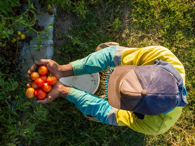 News The Australian, 16.9.2021 Bundaberg, Joseph X ' (pseudonym) a farm worker from Vanuatu on a better farm in Bundaberg.  Photo Paul Beutel,