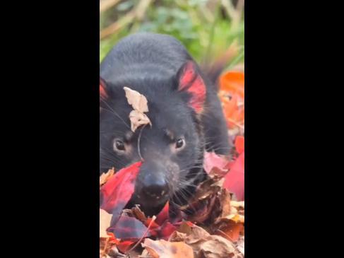 Adorable Tasmanian devil dives into Autumn