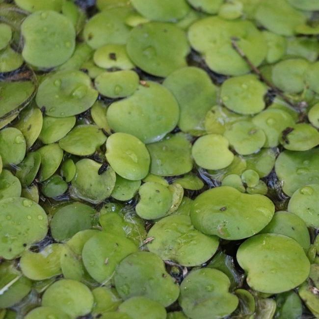 A close-up picture of Amazon Frogbit.