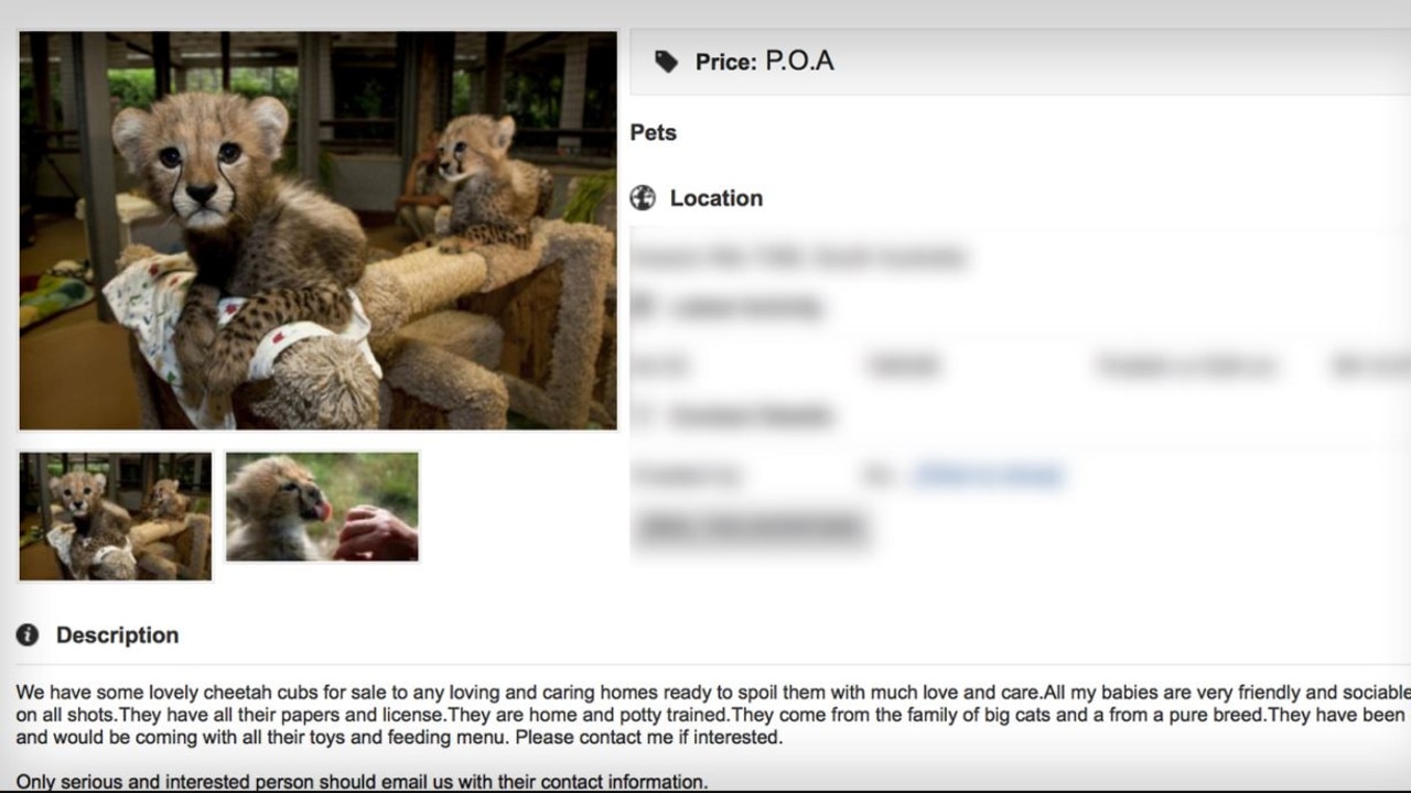 An ad claiming to have tiger cubs for sale.