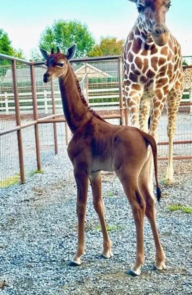 The baby giraffe is already 6ft tall. Picture: USA TODAY