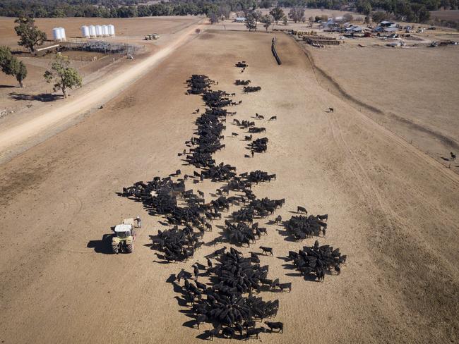 Dry land everywhere at a cattle feeding operation on the property 'Toorawandi' owned by Coonabrabran farmer Ambrose Doolan and his wife Lisa. Picture: Brook Mitchell/Getty Images