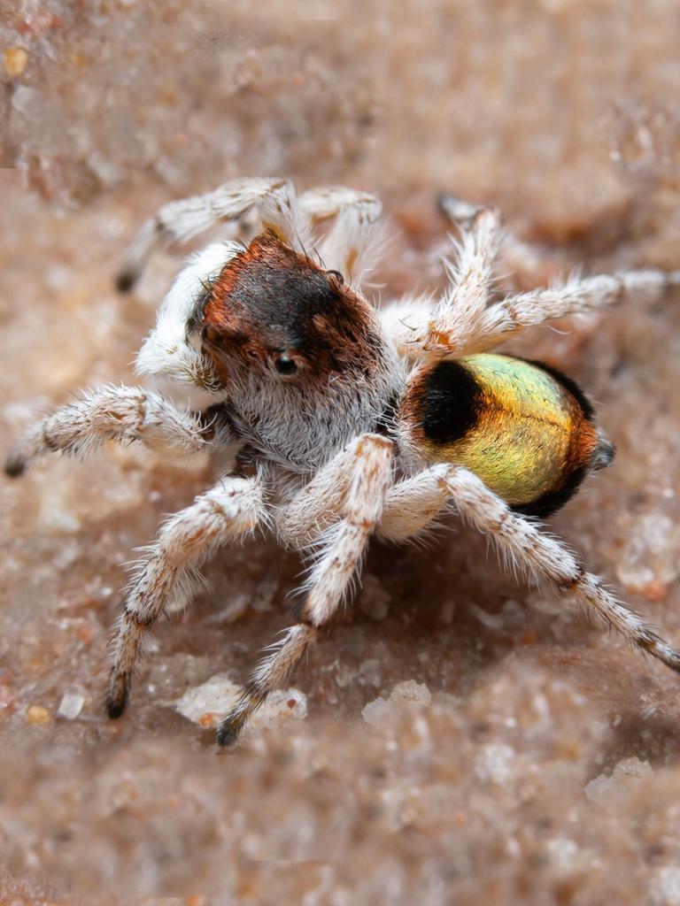 Top spider myths - Museums Victoria