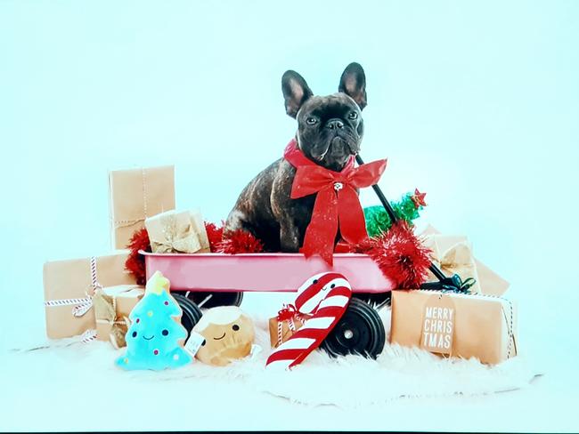All aboard the Santa Express! Cleo getting ready for her third Christmas! Picture: Jo Howell