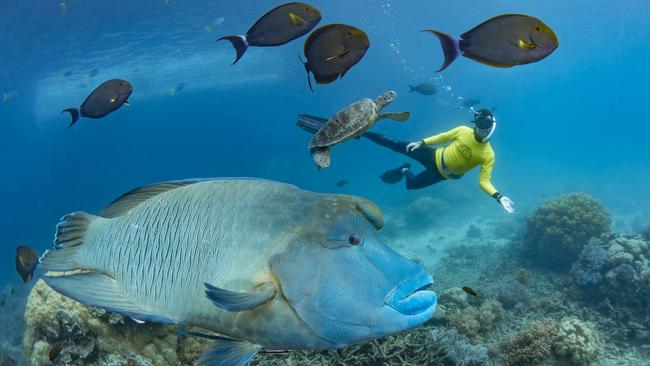 Snorkelling with a Maori Wrasse on the Great Barrier Reef. Images: TTNQ