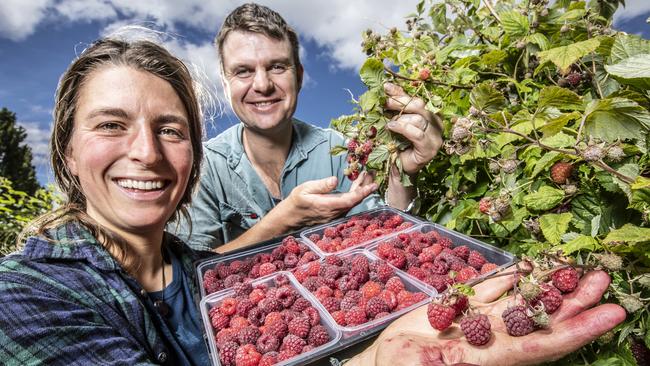 Seraina Schuepbach seasonal worker from Switzerland with Richard Clark owner of The Westerway Raspberry Farm. Picture: EDDIE SAFARIK