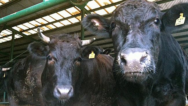 Three Australian abattoirs have had their licence to import into China restored.