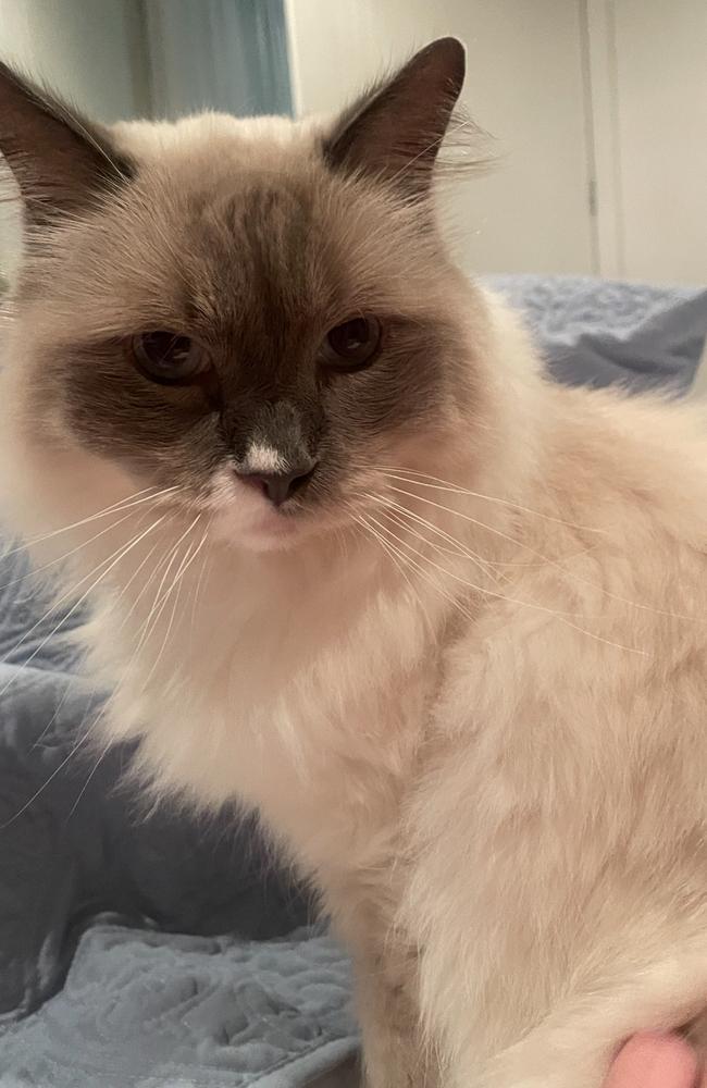 Pictured: 'Boo'. We were cat-sitting at a friend's house in Coolangatta when the power went out earlier than expected ahead of Tropical Cyclone Alfred. Photo: Cameron McKean