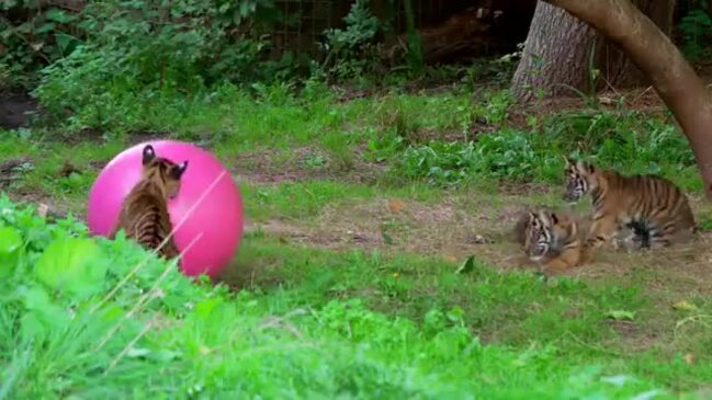 Sumatran tigers born at London Zoo