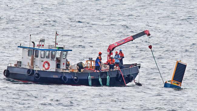 Shark app project has tagged just 14 great whites | Daily Telegraph