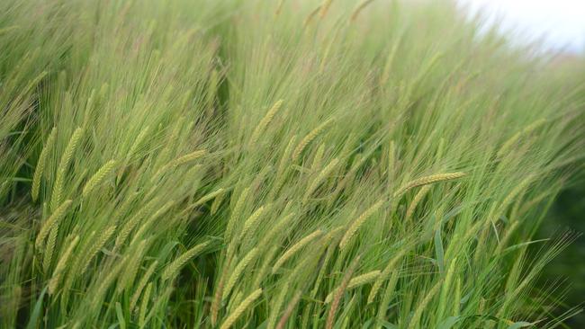 Future bright: NSW Farmers grains committee chairman Matthew Madden said the centre would further improve drought and heat tolerance, crown rot resistance and the pre-breeding and development of varieties with greater yield potential and improved disease resistance.