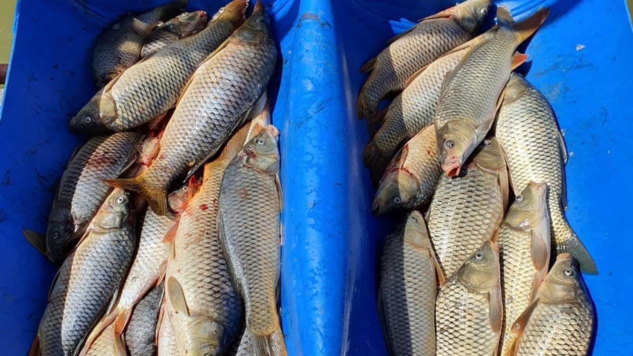 Plan to cull carp using herpes virus | Herald Sun