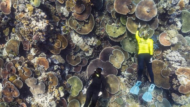 Andrew Watson captured this image off the Reef Magic Pontoon.