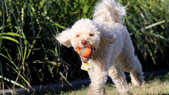 Teddy the miniature poodle playing in Waterfront Park of dog leash area, a number of dogs have died after playing in the Park, Newstead.  Newstead Friday 9th August 2019 Picture AAP/David Clark