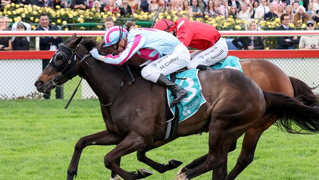 High Emocean sits just outside the top 24 in the Melbourne Cup order of entry. Picture: Racing Photos via Getty Images