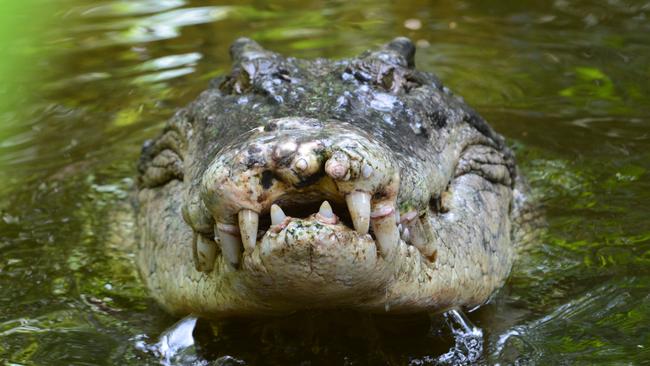 Who in their right mind would want to dip so much as a toe in that warm, inviting water where danger always lurks. Picture: iStock.