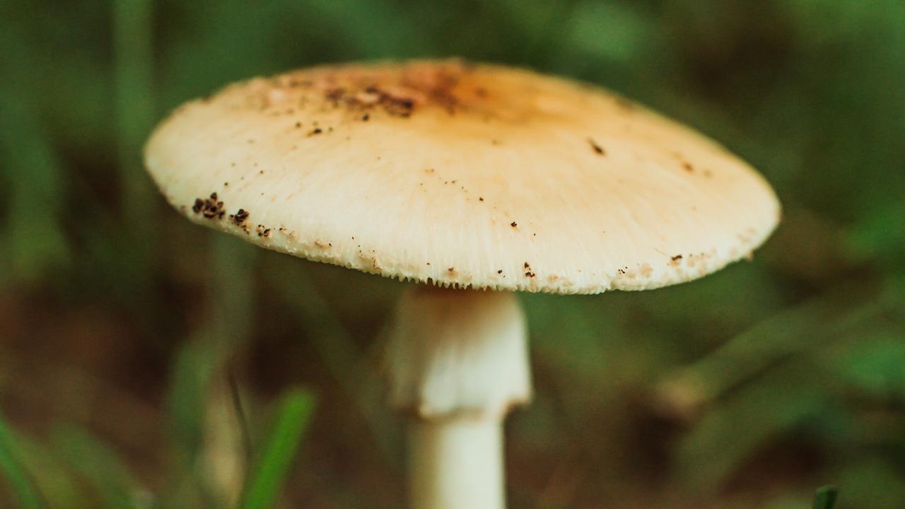 Bayswater woman dies after eating death cap mushrooms