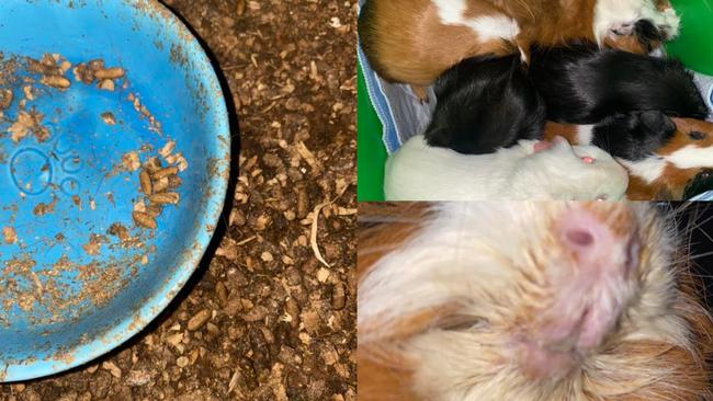 Oscar Ridge rescued 15 guinea pigs from a failed rescue centre, who were subject to “torture” in uncleaned cages overrun by mice. Photos: Facebook