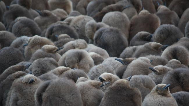 King Penguin chicks on Macquarie Island. Picture by Julie McInnes