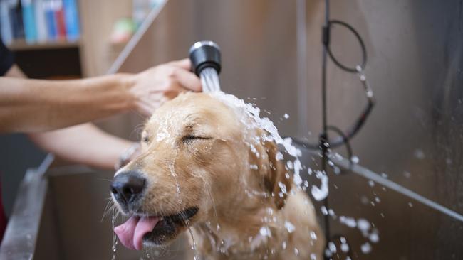 Vote now for the Far North’s best dog groomer. Picture: istock