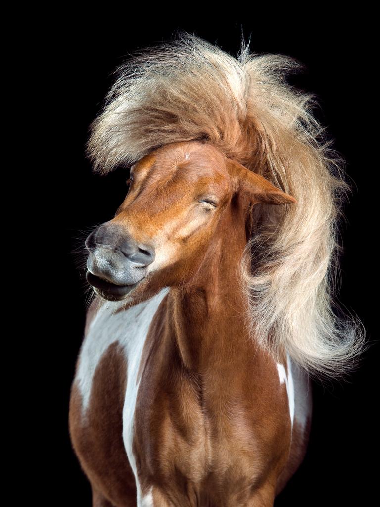 Image Name: Perfect Toupee Photographer Name: Wiebke Haas Anton was tickled in the ear to shake his head. His thick mane looks like a hairpiece. Most of the time he held his his head close to the ground so it took a lot of time to manage this shot. Series Name: Horsestyle Series Description: When people ask me why I’m photographing horses I usually respond: “Because I adore their beauty and magnificent grace!” But there is another reason as well. Horses can be hilarious and darn funny! It’s my greatest passion to tease out nearly human expressions of my horse models. It was really fun to work with such different horsy characters. The black PRE Allaus learned to shake on hand sign within 5 minutes before the photo session! Arabian stallion Hafid preferred to neigh proudly in studio first before he realized that 3 girls where absolutely euphoric when he shook his head. The most difficult part was to keep the horses straight to the camera. Most time they wanted to move their head to the side or downward. A good handling and horse goodies were highest priority. I focused on a great face and a harmonic choreography of the hairs. Picture: Wiebke Haas, Germany, Shortlist, Professional, Natural World &amp; Wildlife (2018 Professional competition), 2018 Sony World Photography Awards