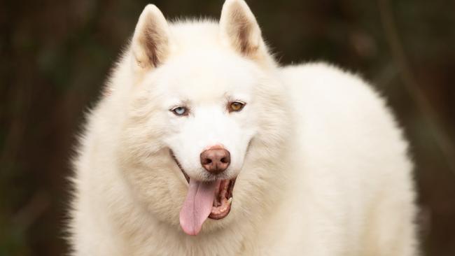 Siberian Husky Blaze at the AWLQ shelter in Coombabah.