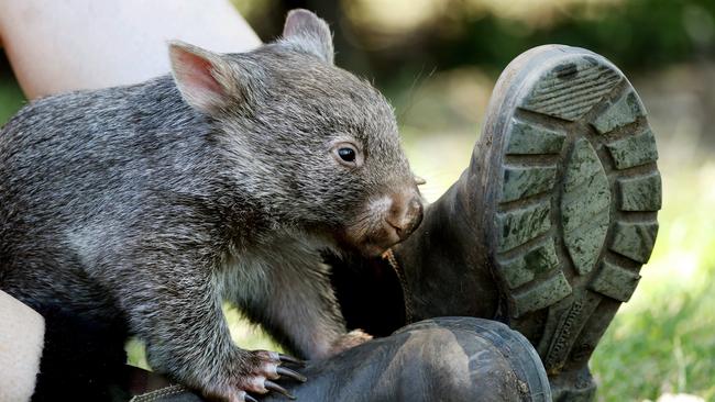 Wookiee  the Wombat at the Darling Downs Zoo. Photo Tara Croser