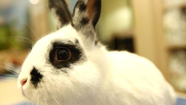 Munchkin the rabbit at the care centre.