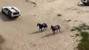 The horses run from the beach after the official Magic Millions event. Picture: Twitter