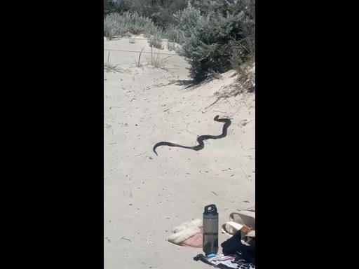 Deadly snake gets up close to Aussie family on the beach