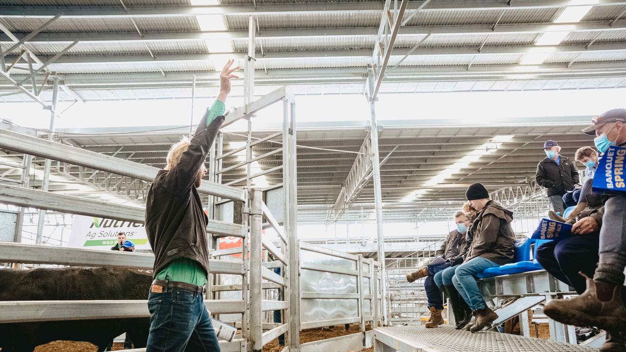 All 31 bulls at the Banquet Bulls spring sale sold. <a href="https://www.weeklytimesnow.com.au/agribusiness/cattle/banquet-spring-bull-sale-2020-recordbreaking-averages-for-stud/news-story/44fac423c4d641955b6beed91611264e" target="_blank">Click here for the full report</a>. Picture: Chloe Smith