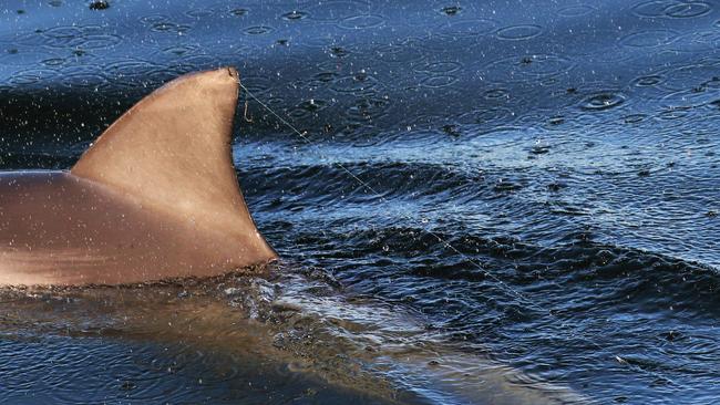 Dolphin Marianna in the Port River with fishing line on his dorsal fin. Photo: Marianna Boorman