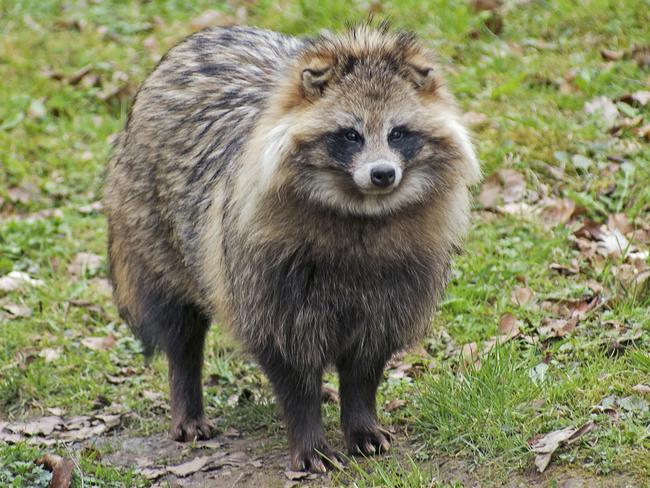 Raccoon dog were sold at markets in Wuhan, the study found.