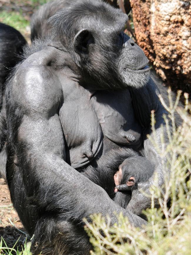 Third-time mum Zombi gave birth to the baby girl on Sunday night. Picture: Geoff Brooks