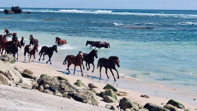 The horses of Sumba. Picture: Deepavali Gaind via Unsplash.