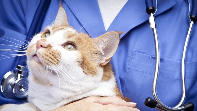 It’s time to vote for Melbourne’s best vet. Picture: iStock