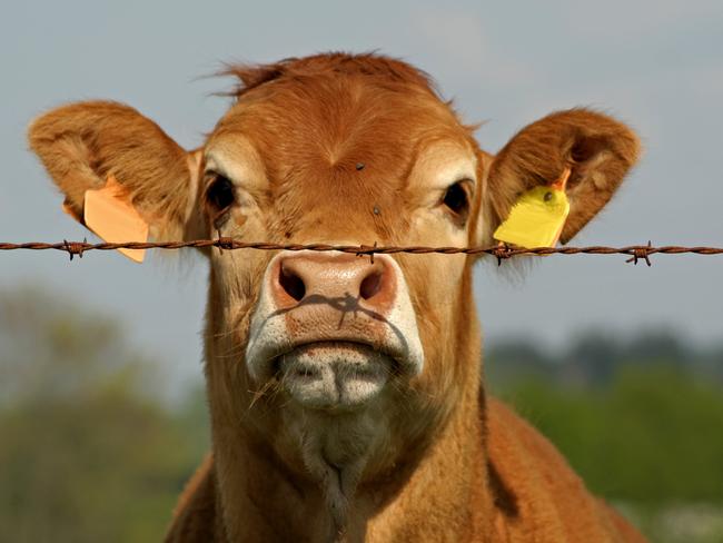 brown cow looking curious through fence