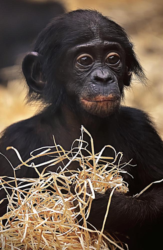 Playful primates ... A baby bonobo plays with straw.