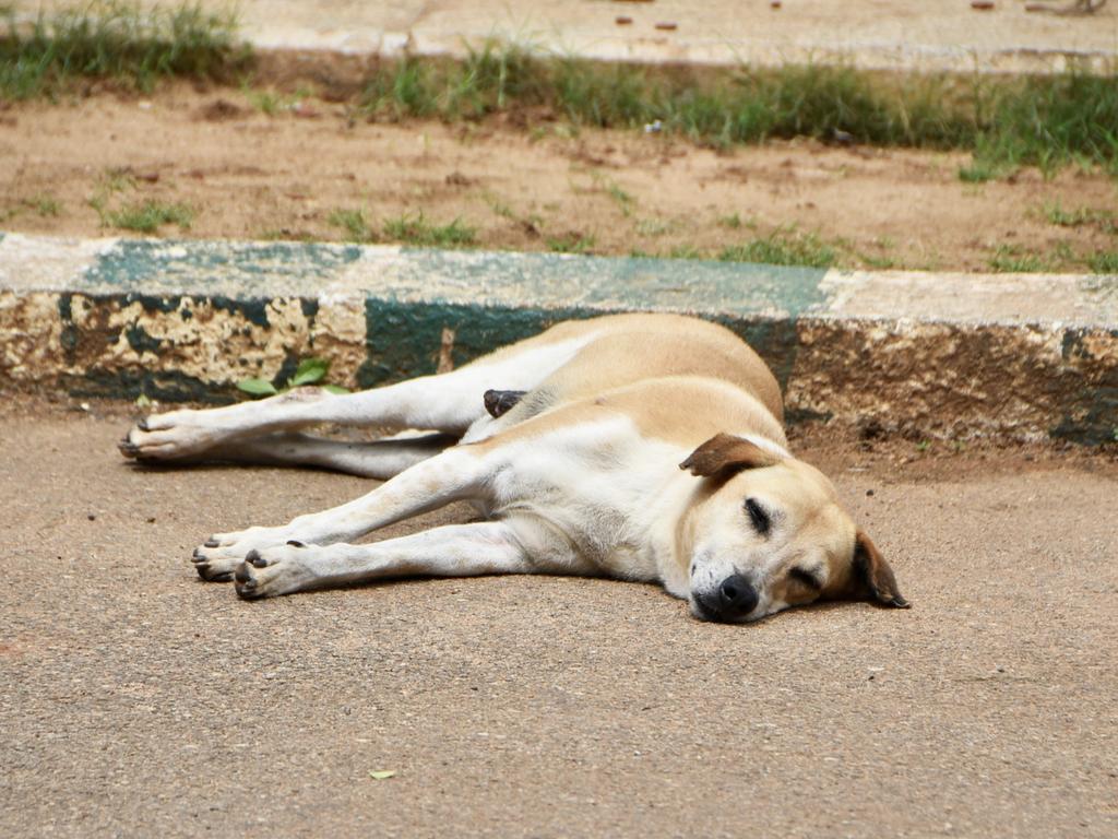 This guy enjoys a rest in Lalbagh Botanic Gardens. Picture: Victoria Nielsen/news.com.au