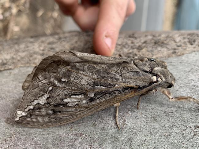 Rain moths at Mount Torrens in the last week of April 2020. Picture Credit: Abigail Thomas