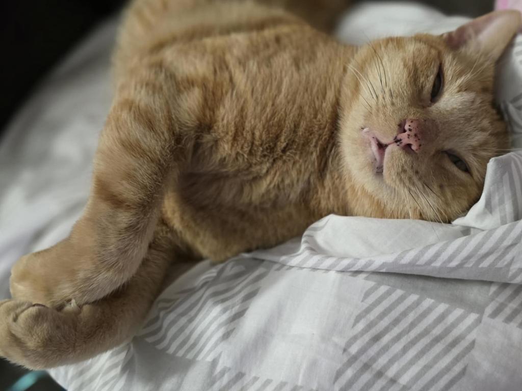 Ren disappeared in July 2024 after he ran away just metres from the vet. Pictures: Supplied by Nikki Robertson