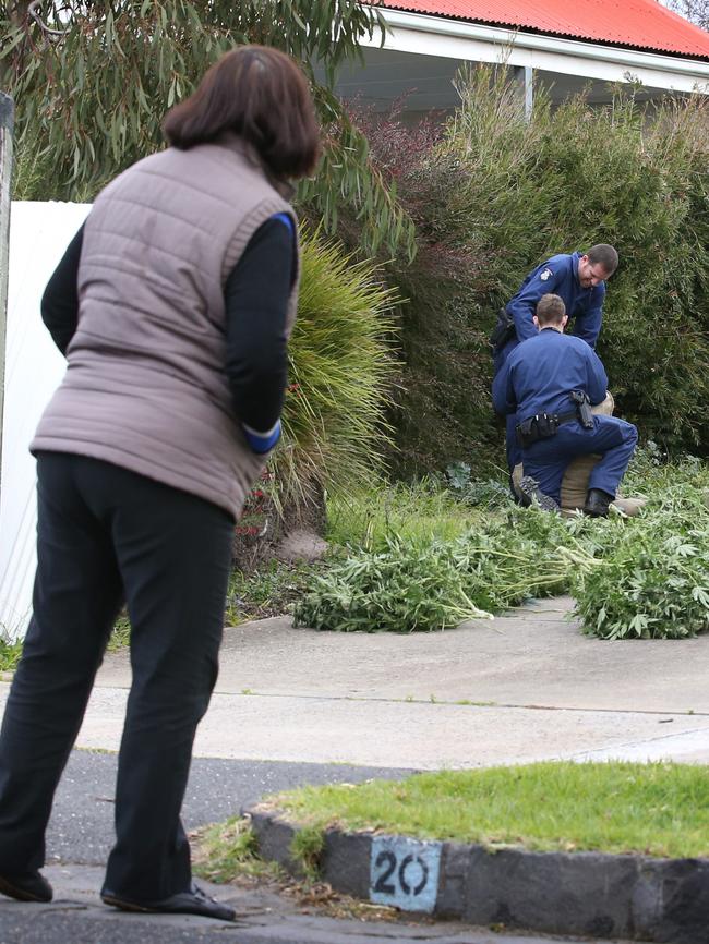 A neighbour looks in as police bag up the plants for weighing. Picture: David Caird